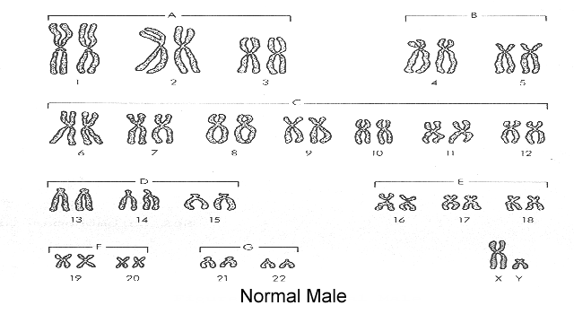 normal male.gif (37995 bytes)