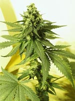 cannabis01.jpg (15881 bytes)