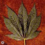 cannabis03.jpg (16475 bytes)