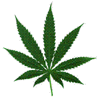 marihuana1.gif (3746 bytes)