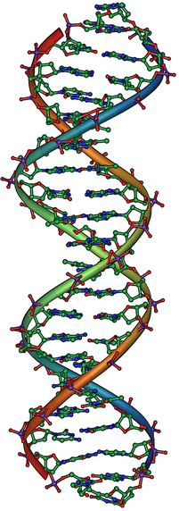 DNK, molekularna baza za nasljeđivanje. Svaka spirala DNK je lanac nukleotida koji se spajaju u centru formirajući neto to liči na uvrnute ljestve.