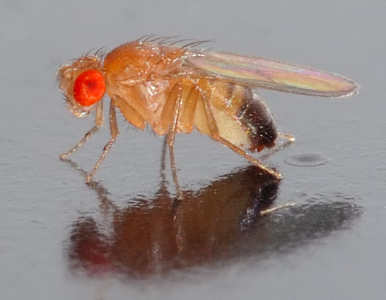 Vinska muica (Drosophila melanogaster) je popularan modelni organizam u genetskim istraivanjima.