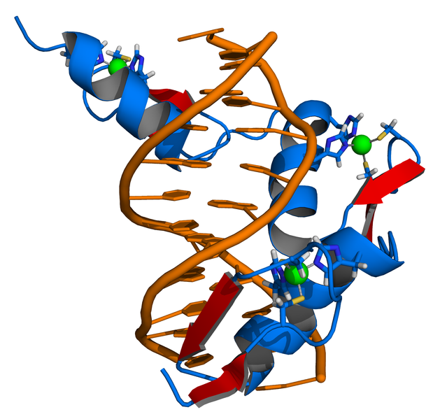 Transkripcijski faktori veu se za DNK, utječući na transkripciju partnerskih gena.