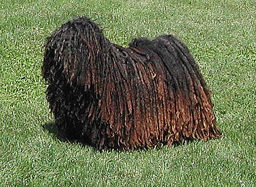 puli.jpg