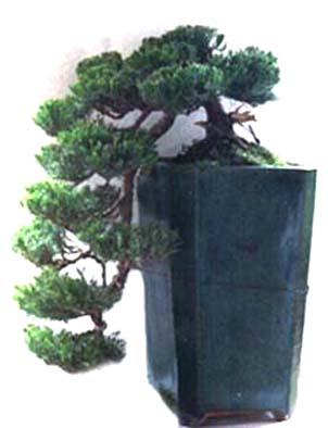 bonsai%20%2818%29.jpg