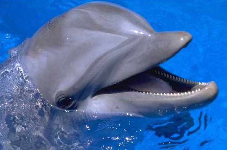 delfin01.jpg