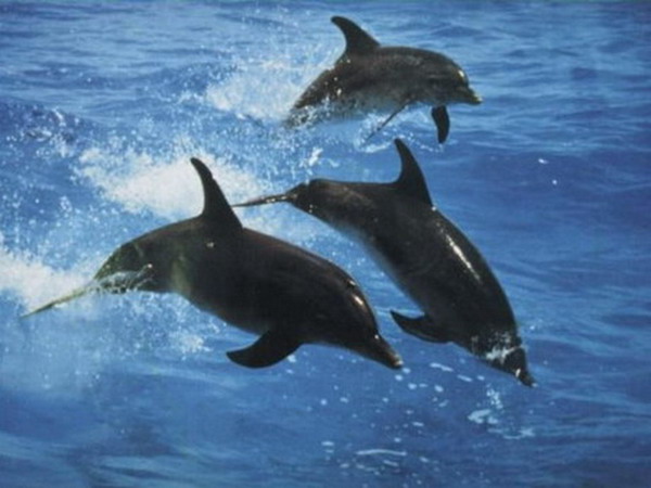 Delfin Slike