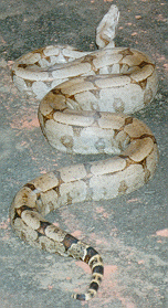 boa_constrictor.gif (41018 bytes)