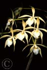 orq01205orchid.jpg (8967 bytes)