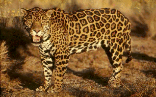 panthera onca.gif (70892 bytes)