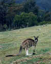 roo.jpg (69985 bytes)