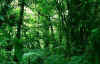 8rainforest.jpg (16433 bytes)