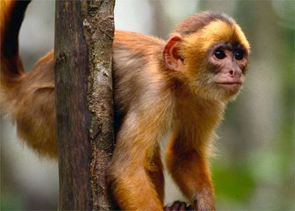 brazil_photos_amazon.jpg (31915 bytes)