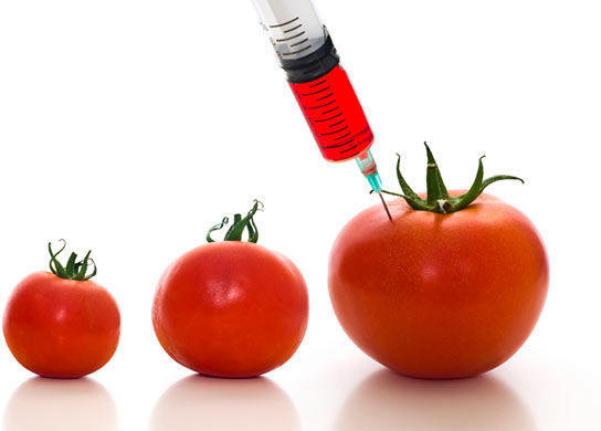 Primjer genetski modifikovanog paradajiza