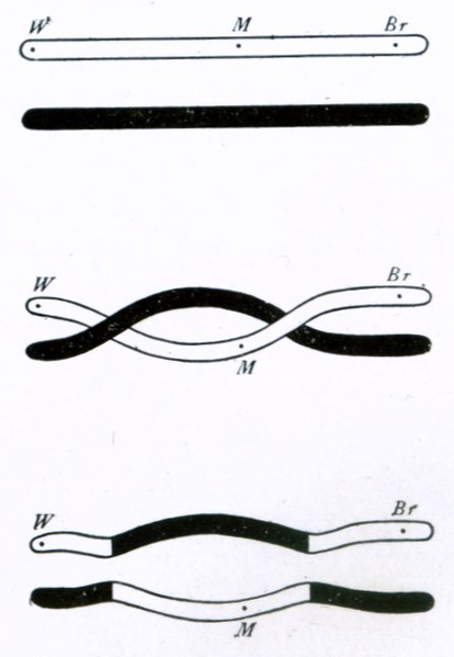 Ilustracija dvostrukog krosing-overa između hromosoma, Thomas Hunt Morgan (1916.)