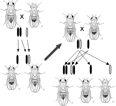 Morganova posmatranja nasljeđivanja mutacije povezane sa spolom koja izaziva bijele oči kod roda Drosophila navela su ga na hipotezu da se geni nalaze u hromosomima.