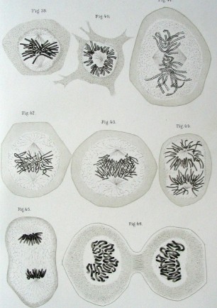 Walther Flemmingov dijagram diobe eukariotskih stanica (1882.). Kromosomi se kopiraju, kondenziraju i organiziraju. Onda, dok se stanica dijeli, kopije hromosoma se dijele u stanice-kćerke.