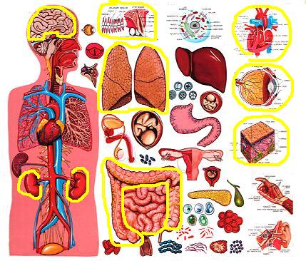 Glavni organi ljudskog tijela