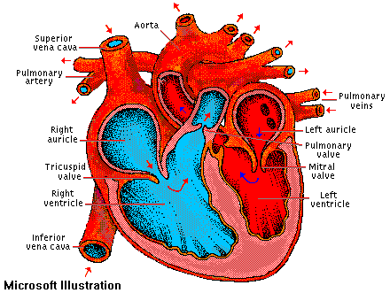 heart3.gif (17904 bytes)