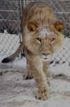 lion 4.jpg (32304 bytes)