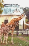 giraffen_small.jpg (7984 bytes)