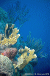 coral.gif (85204 bytes)