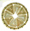 image17a.gif (16614 bytes)