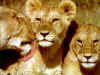 lion 10.jpg (39973 bytes)