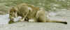 lion 1.jpg (51162 bytes)