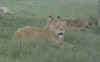 lion 2.jpg (24782 bytes)
