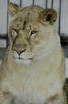 lion 3.jpg (24755 bytes)