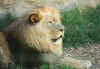 lion 5.jpg (74775 bytes)