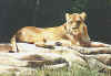 lion 7.jpg (95841 bytes)