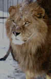 lion 8.jpg (28883 bytes)