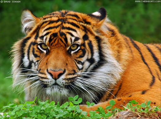 tiger4.jpg