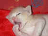 catyawn.jpg (20796 bytes)