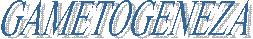 GAMETOGENEZA