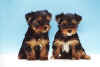 Puppies (11).jpg (15788 bytes)