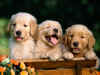 Puppies (17).jpg (127840 bytes)