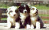Puppies (19).jpg (211814 bytes)