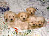Puppies (25).jpg (172383 bytes)