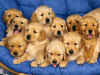 Puppies (4).jpg (158086 bytes)