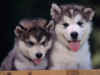 Puppies (8).jpg (91264 bytes)
