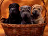Puppies (9).jpg (161115 bytes)