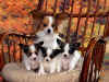 Puppies.jpg (161406 bytes)