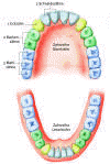 Raspored zuba gornje i donje vilice